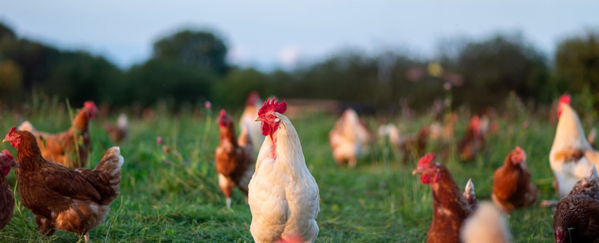 Creso Capital Partners Spotlight: Specialty Protein featured image